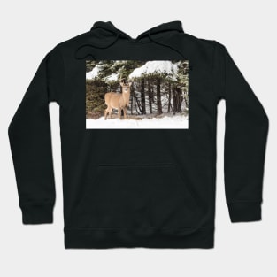 Deer in the snow woods Hoodie